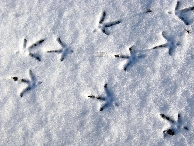 Squiggles, pheasant tracks or letters