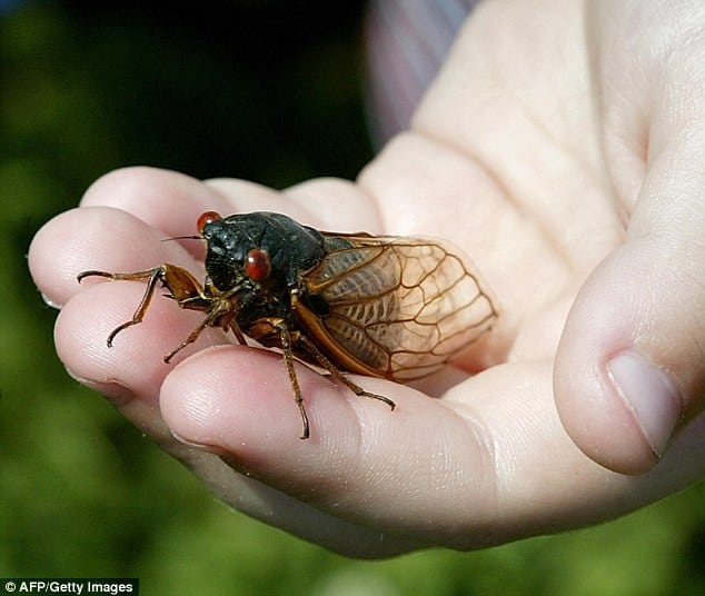 Cicada on a person's finger