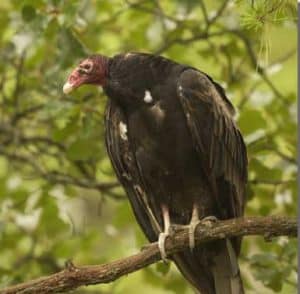 Turkey Vulture