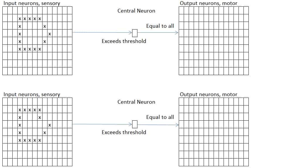 Sensory neurons send in two pentagons, one perfect, the other a bit off. The central neuron's threshold is exceeded by both. The output neurons receive the same electrical potential in both cases.