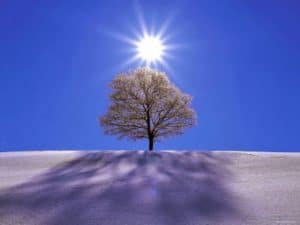 Simple image of the Sun slightly elevated above the winter canopy of lone tree