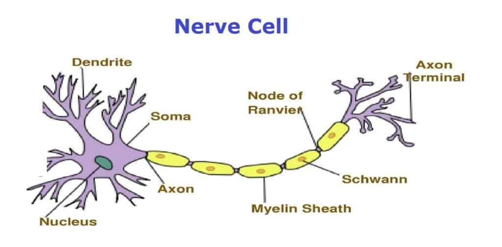 nerve cell showing myein sheath in repeating units on a long axon