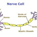 nerve cell showing myein sheath in repeating units on a long axon