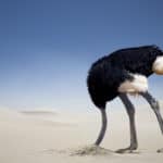 Scapegoating. Ostrich with head in the sand. Ignoring reality