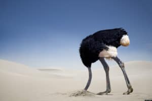 Ostrich with head in the sand