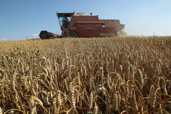 Wheat farmed by combine