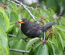 Blackbird with seed in beak