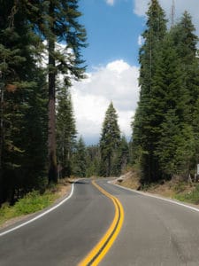 Two lane road snaking through tall trees