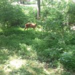Picture from walking trail. The green of leaves and dark trunks accentuated by sunlight so bright that unlit areas are shrouded in mystery. One dark area resolves into a deer.