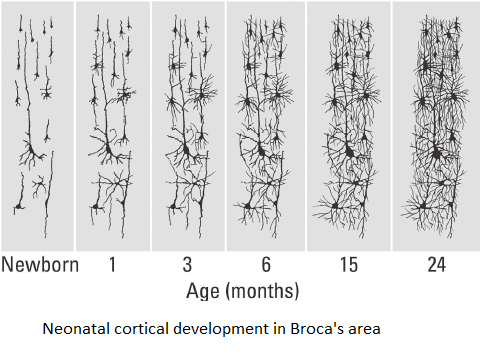 Increasing complexity of neural interconnections in a newborn's Broca area where speech is generated