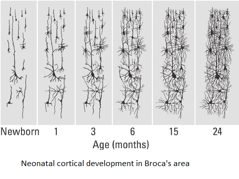 Do Neurons Control Thinking?