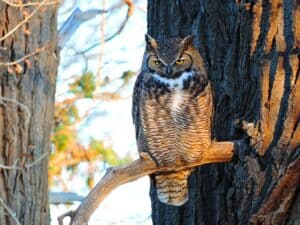 Great Horned Owl